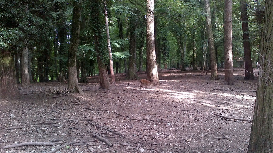 The Umbra Forest